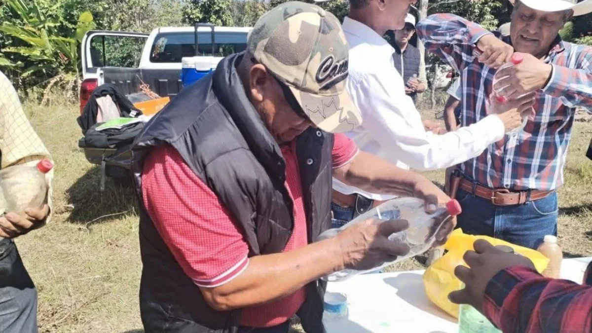 Botellas de pet usadas, hígado molido y restos de pescado se convirtieron en herramientas de contención del gusano barrenador en Chiapas.