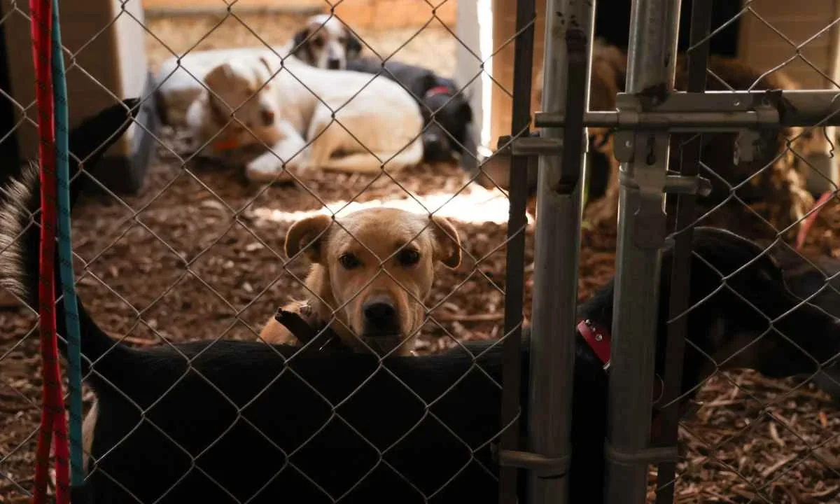 Refugios para mujeres podrían aceptar mascotas.