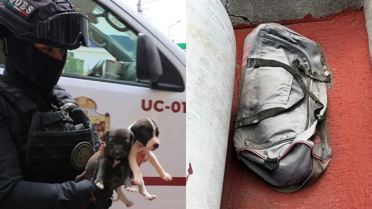 Agentes de la Fiscalía Edomex rescataron varios animales en un veterinario irregular en Ciudad Azteca, hallan restos de perros en maletas.