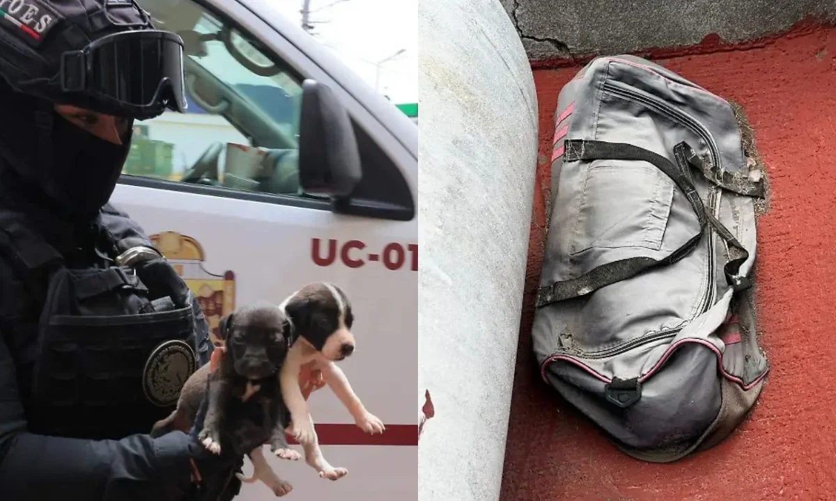 Agentes de la Fiscalía Edomex rescataron varios animales en un veterinario irregular en Ciudad Azteca, hallan restos de perros en maletas.
