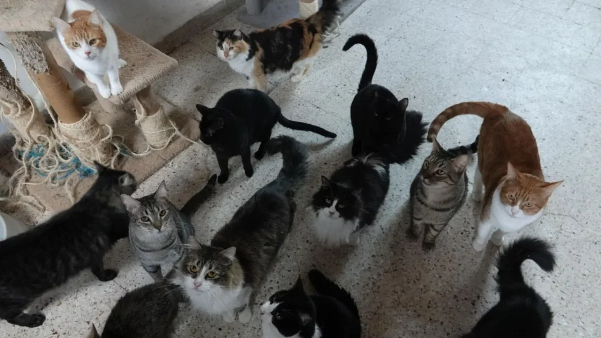 La PAOT informó que los 37 gatos provenientes del Refugio Franciscano, en Cuajimalpa, están bien y mantienen una recuperación favorable.