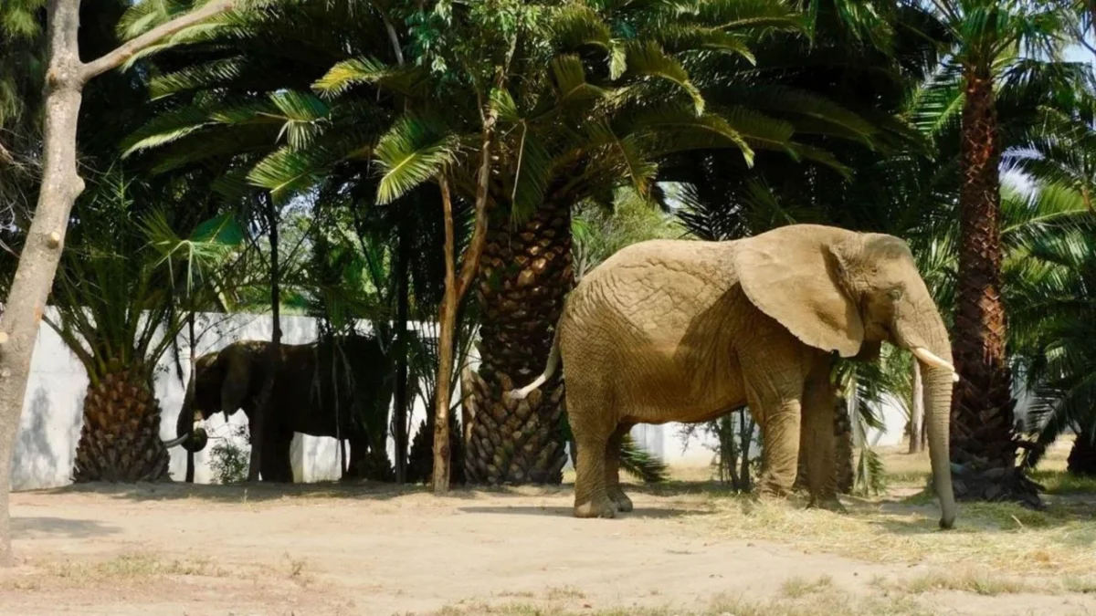 Ernie Dosio, cazador multimillonario, muere tras ser aplastado por elefantes
