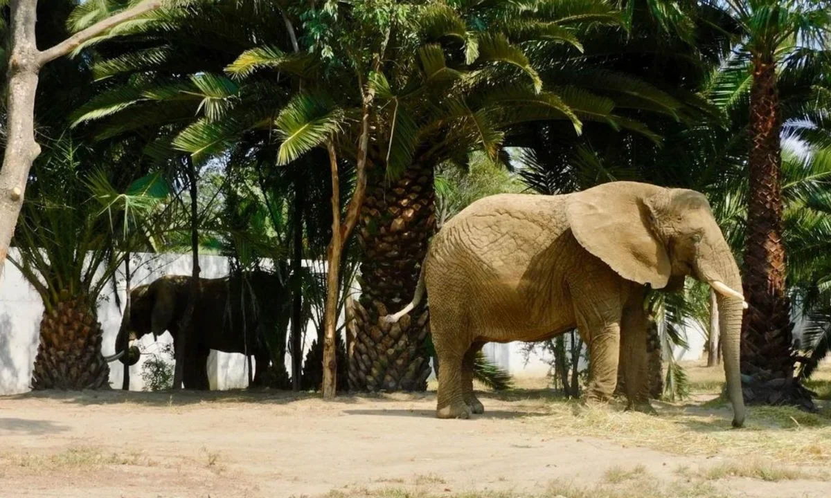 Ernie Dosio, cazador multimillonario, muere tras ser aplastado por elefantes