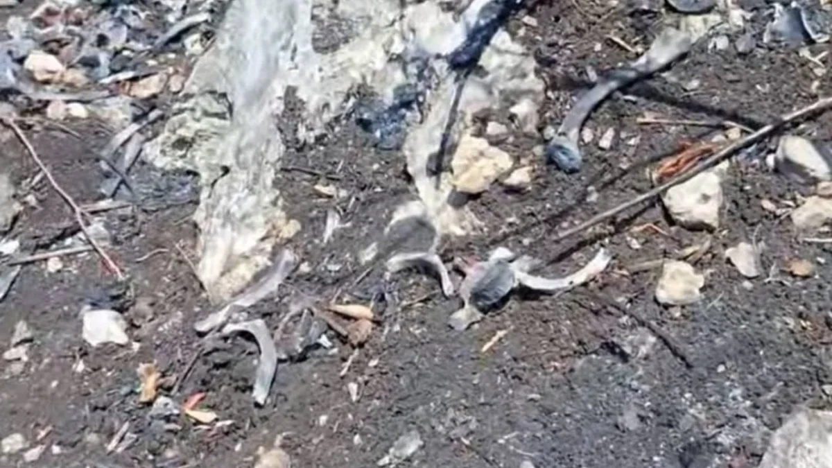 Hallan restos humanos en reserva de Chiapas, colectivo de madres buscadoras lidera localización