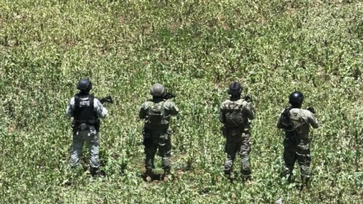 Marina destruye 160 mil plantas de amapola en Nayarit