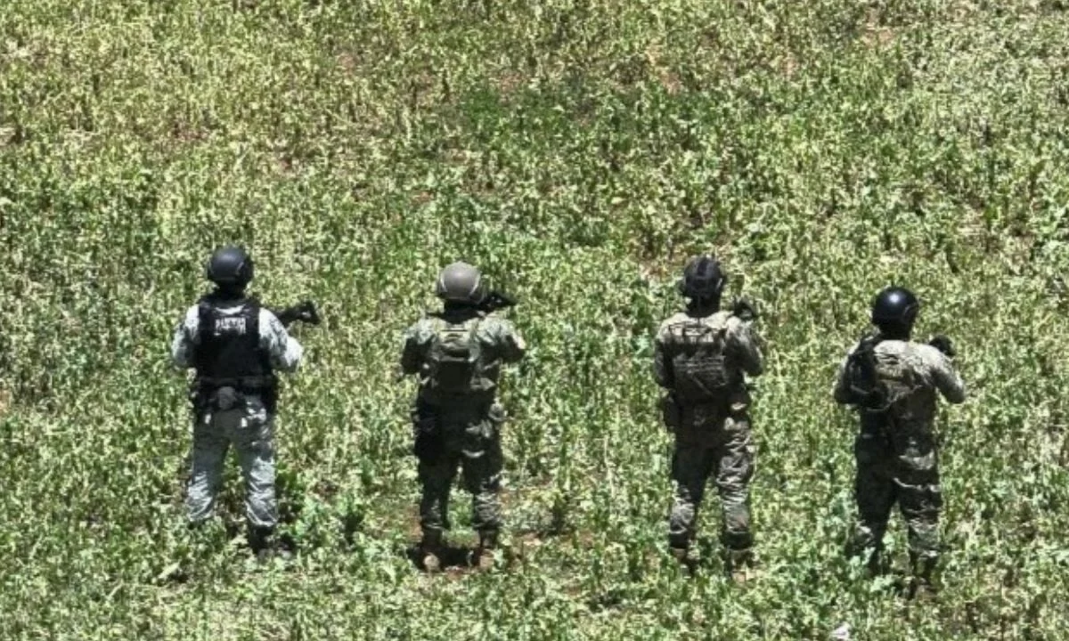 Marina destruye 160 mil plantas de amapola en Nayarit