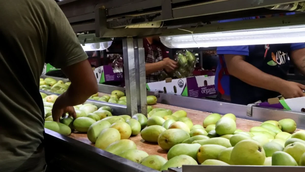 México enviará 350 mil toneladas de mango a Estados Unidos