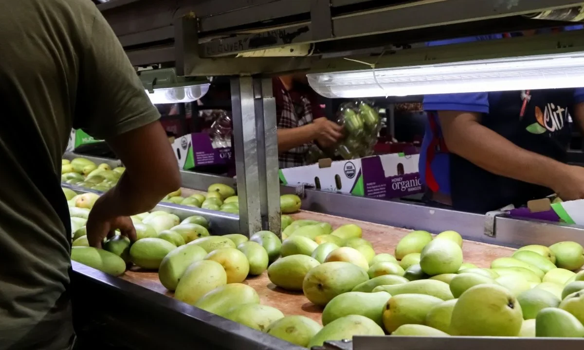 México enviará 350 mil toneladas de mango a Estados Unidos