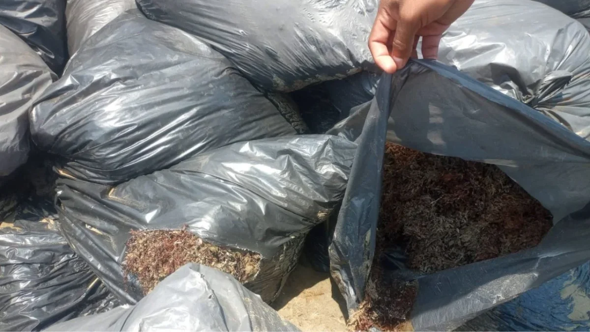 La Marina determinó que el material hallado en playas de Veracruz, correspondía a sargazo y no a hidrocarburos o chapopote.