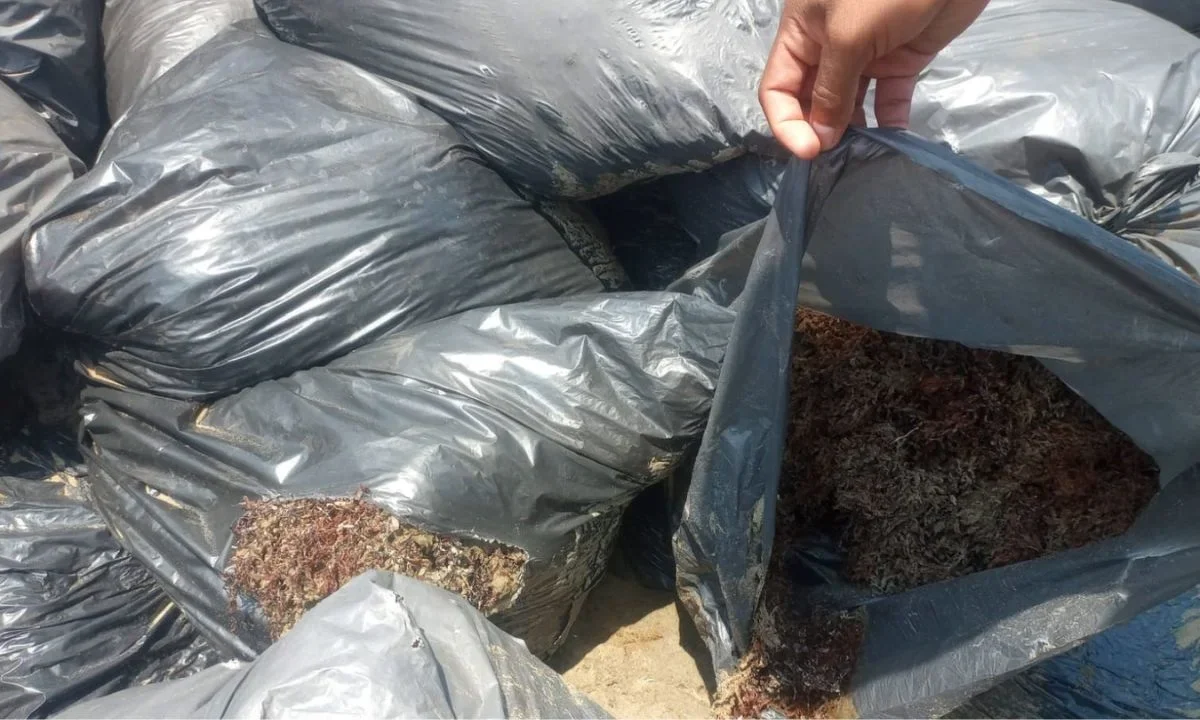 La Marina determinó que el material hallado en playas de Veracruz, correspondía a sargazo y no a hidrocarburos o chapopote.
