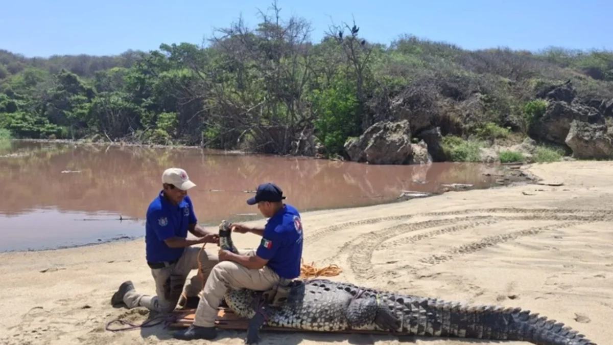 Autoridades de Protección Civil en Oaxaca reubicaron un cocodrilo de aproximadamente tres metros tras su captura en Playa Bacocho, reforzando medidas de seguridad ante recientes avistamientos.