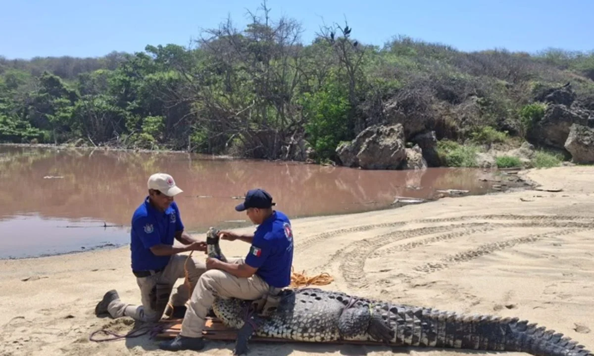 Autoridades de Protección Civil en Oaxaca reubicaron un cocodrilo de aproximadamente tres metros tras su captura en Playa Bacocho, reforzando medidas de seguridad ante recientes avistamientos.