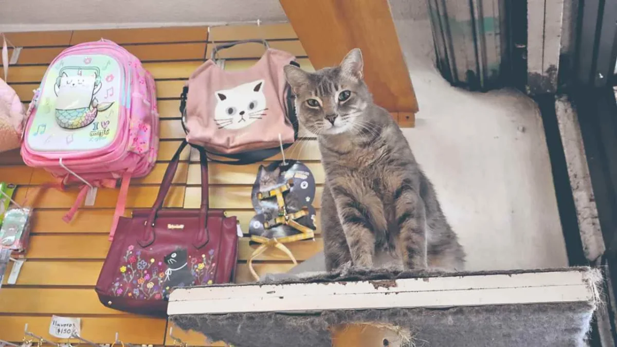Altruismo. Para los interesados en apoyar la causa o adoptar un felino, el lugar se encuentra en avenida Baja California 262, y abre de martes a domingo de 12:00 a 20:00 horas.