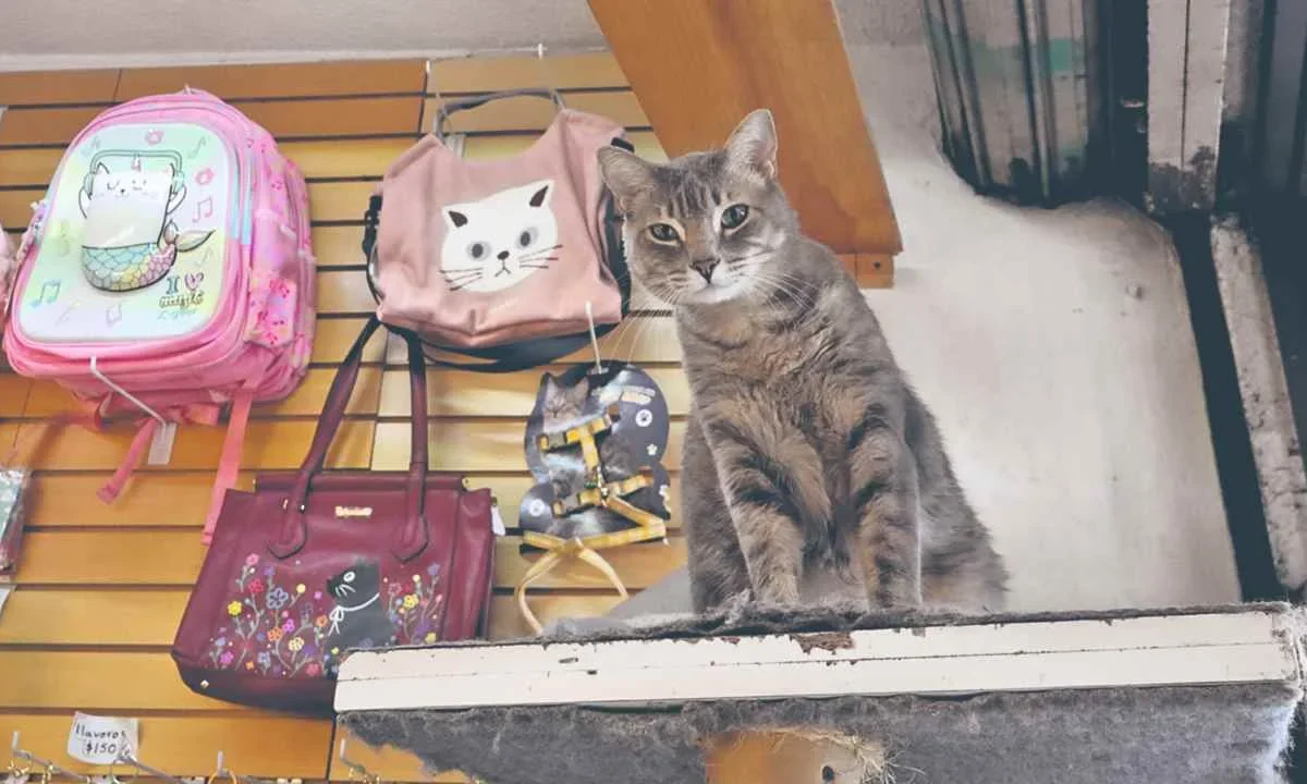 Altruismo. Para los interesados en apoyar la causa o adoptar un felino, el lugar se encuentra en avenida Baja California 262, y abre de martes a domingo de 12:00 a 20:00 horas.