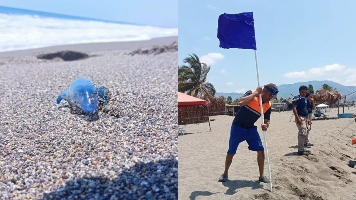 Protección civil de Michoacán emitió alerta en algunas playas por la presencia del molusco llamado ‘dragón azul’.