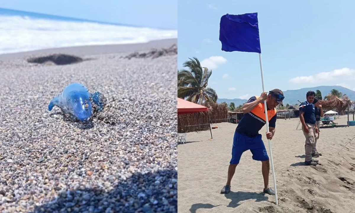 Protección civil de Michoacán emitió alerta en algunas playas por la presencia del molusco llamado ‘dragón azul’.