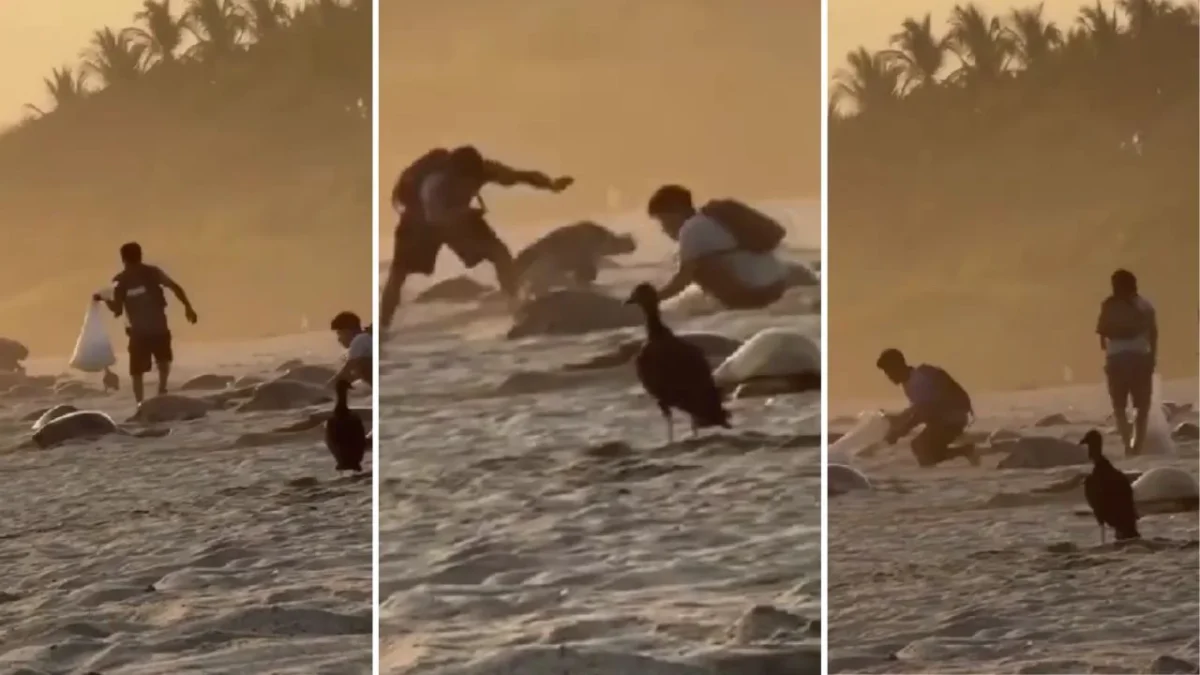 A través de un video exhibieron a personas por presuntamente saquear huevos de tortuga en Playa Escobilla, Oaxaca: Profepa investiga.