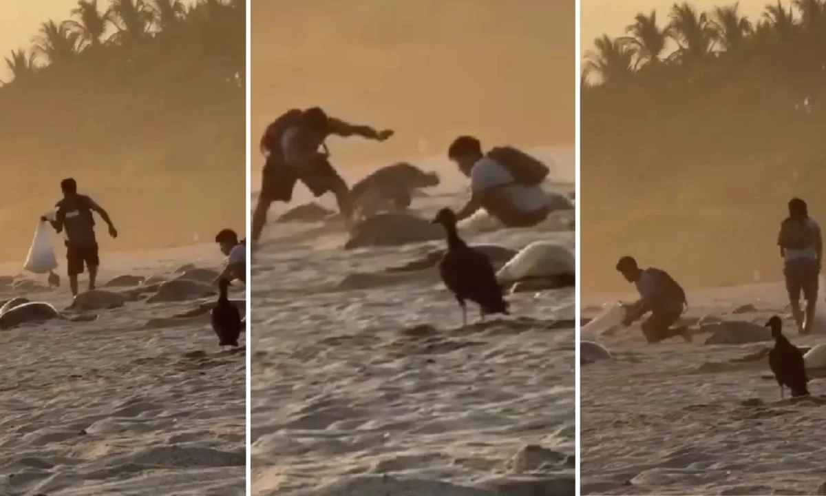 A través de un video exhibieron a personas por presuntamente saquear huevos de tortuga en Playa Escobilla, Oaxaca: Profepa investiga.