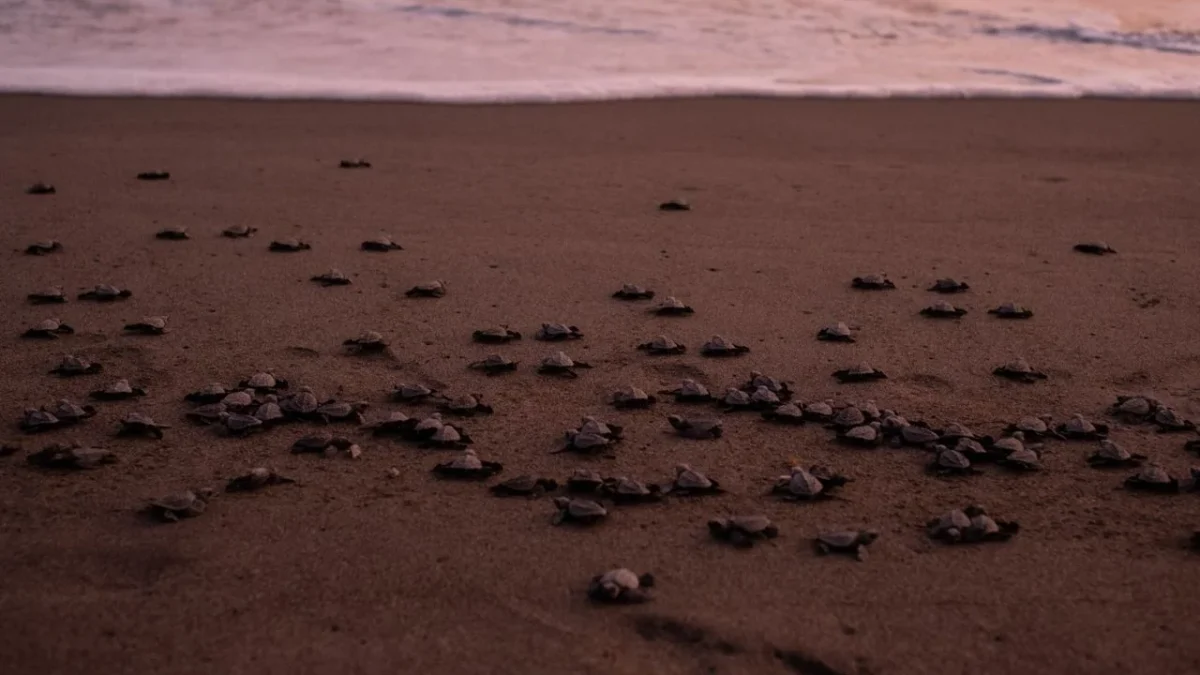 El Gobierno federal aseguró que se han protegido 472 nidos de tortuga ante el derrame de hidrocarburos en el Golfo de México.