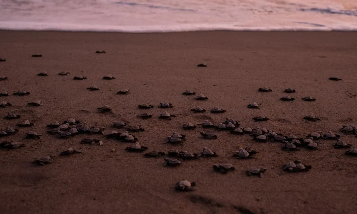 El Gobierno federal aseguró que se han protegido 472 nidos de tortuga ante el derrame de hidrocarburos en el Golfo de México.