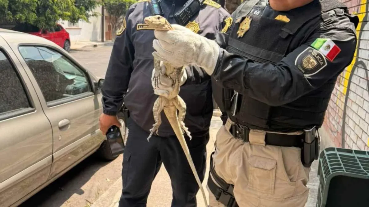 Hallan a un lagarto varano en calles de la alcaldía Benito Juárez; policías capitalinos resguardaron al reptil.