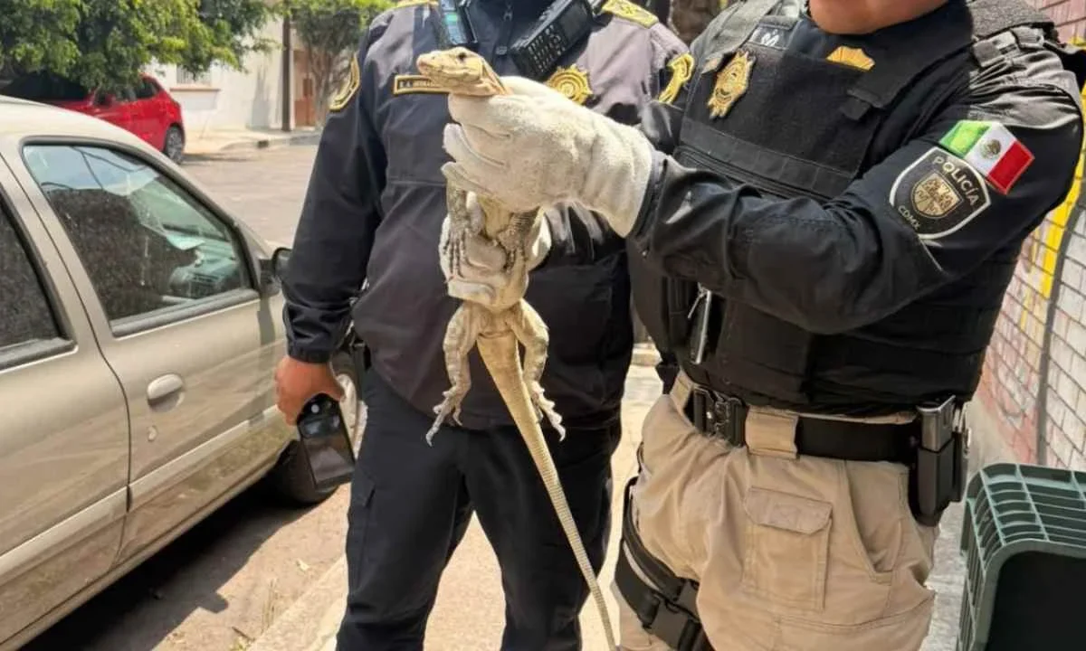 Hallan a un lagarto varano en calles de la alcaldía Benito Juárez; policías capitalinos resguardaron al reptil.