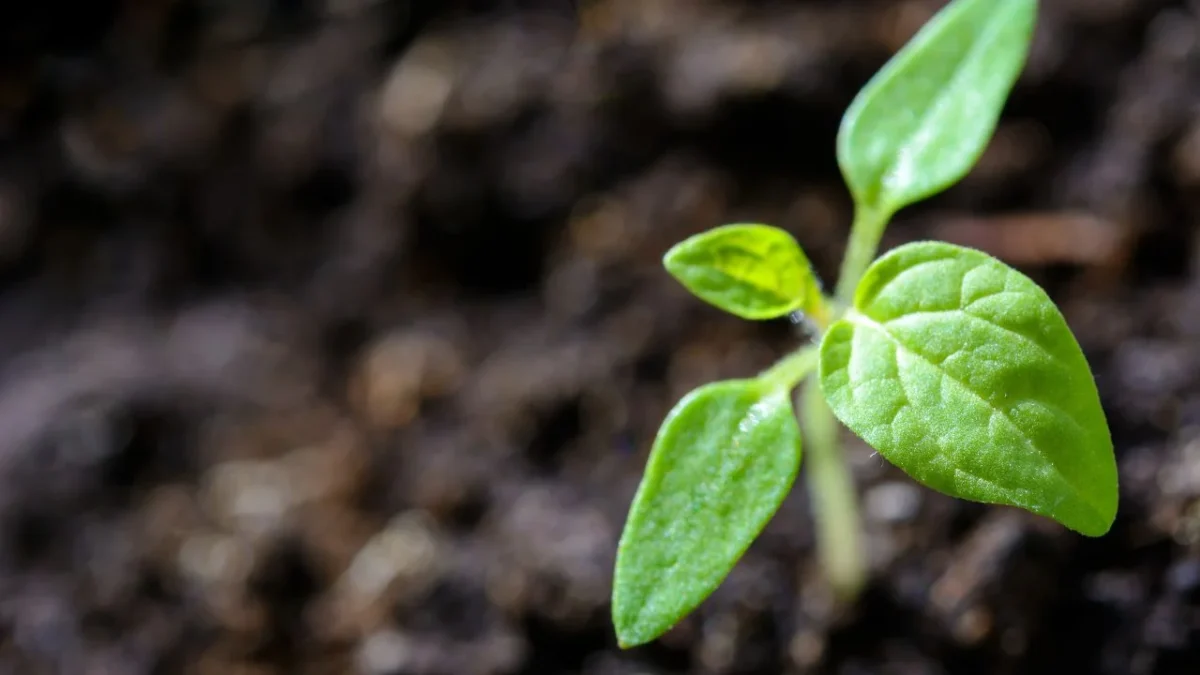 ISO 14001 se posiciona como herramienta de gestión de riesgos empresariales, ya no es sólo requisito documental.
