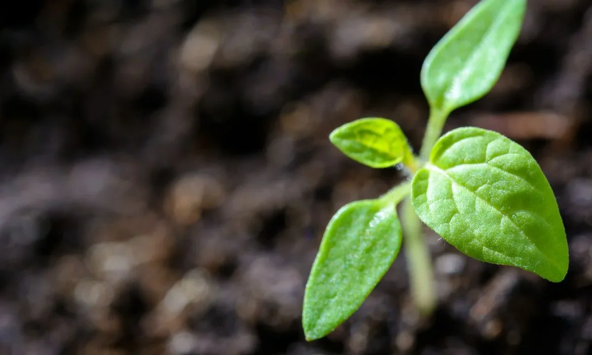 ISO 14001 se posiciona como herramienta de gestión de riesgos empresariales, ya no es sólo requisito documental.