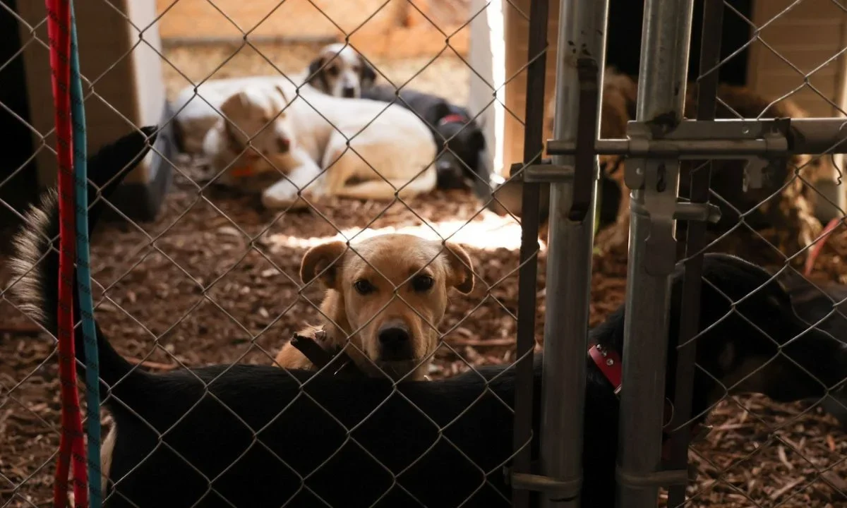El gobierno condiciona el regreso de animales al Refugio Franciscano por medio de adopciones ilegales, denunció la abogada Mónica Oliva.