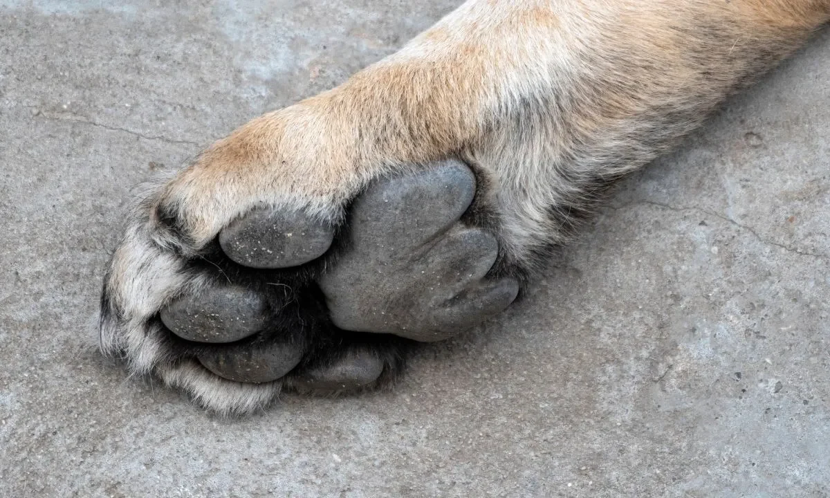 perros Tecámac Mariela Gutiérrez