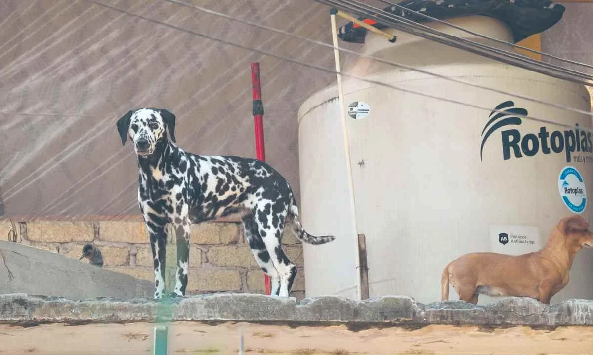 Negligencia. Tristemente, en la ciudad es común observar que los perros pernoctan en las azoteas de las casas sin refugio para cubrirse del Sol, además de estar en pésimas condiciones.