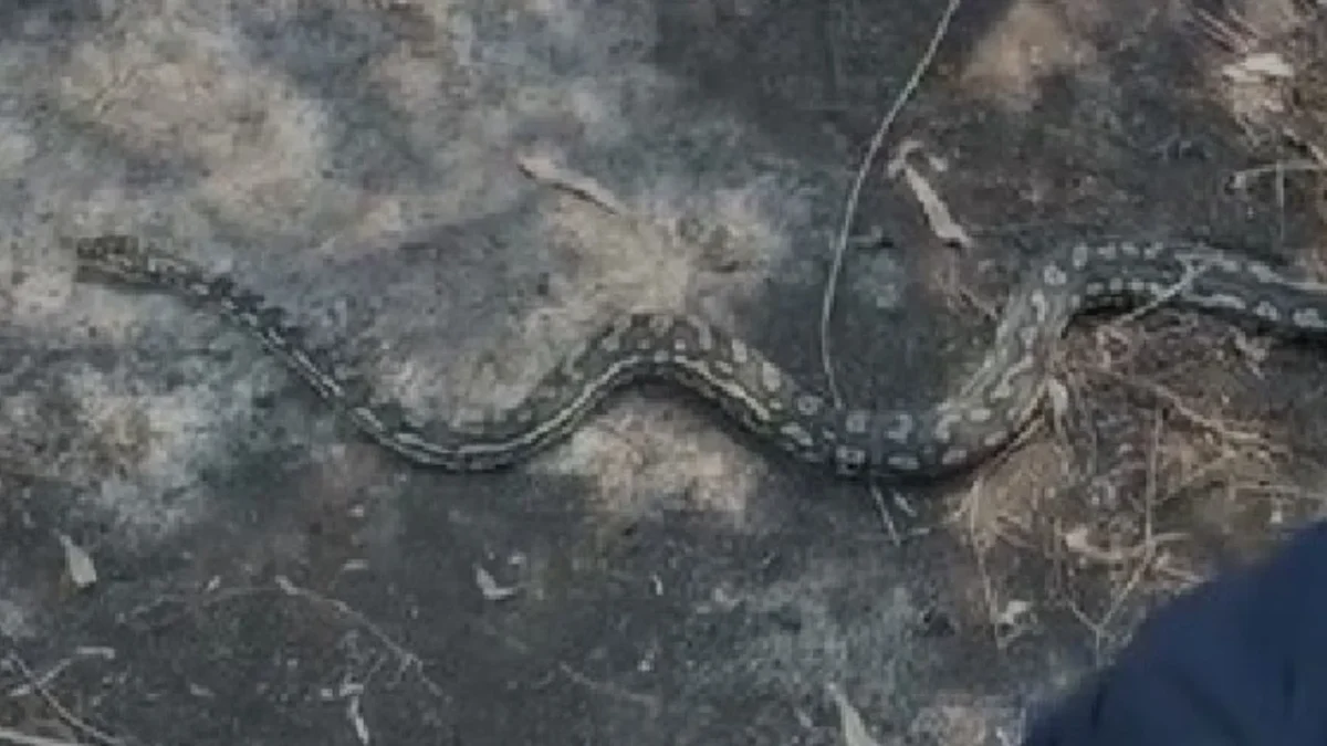 Una pitón de alfombra australiana fue resguardada por elementos de la SSC y Protección Civil tras ser localizada en calles de Santa Fe, en Álvaro Obregón.