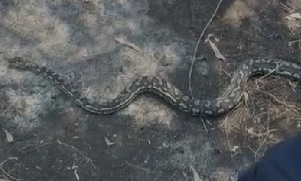 Una pitón de alfombra australiana fue resguardada por elementos de la SSC y Protección Civil tras ser localizada en calles de Santa Fe, en Álvaro Obregón.
