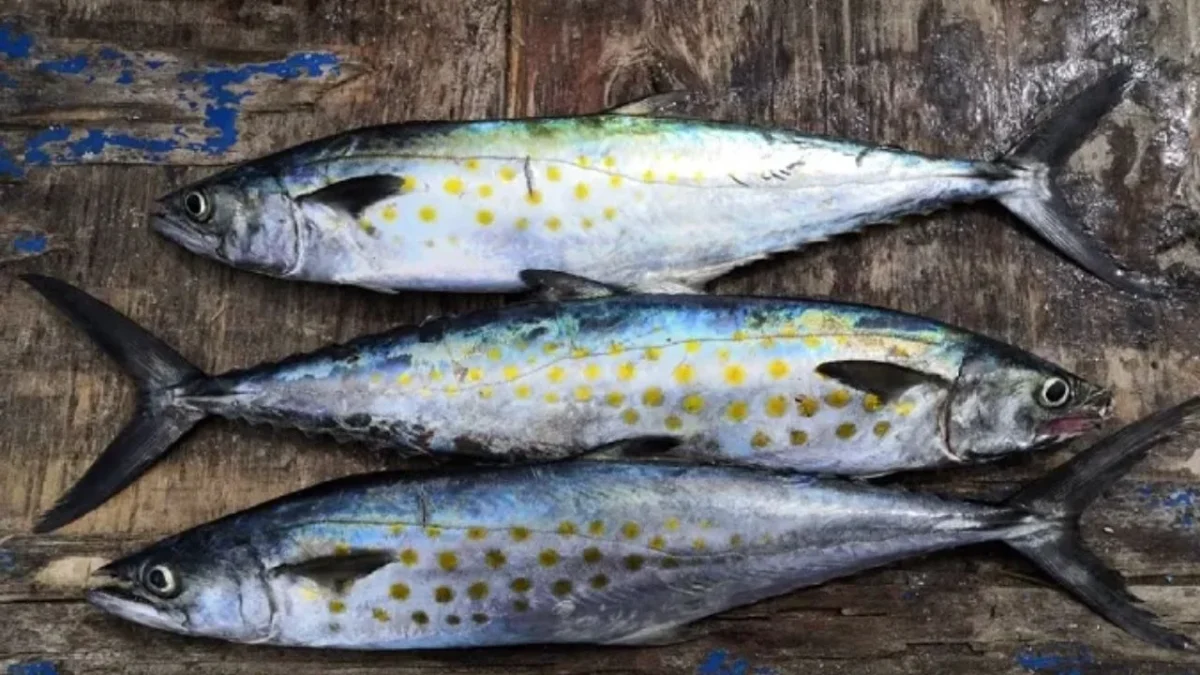El pescado sierra presenta variaciones importantes de precio en el país, siendo una de las opciones más consumidas durante la Cuaresma.