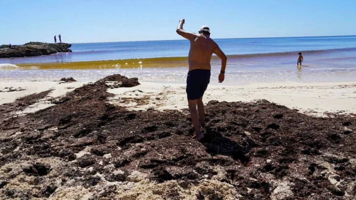 El arribo de sargazo a las costas de Quintana Roo se prevé, incremente entre un 10 y 25% durante 2026: Red de Monitoreo del Sargazo.