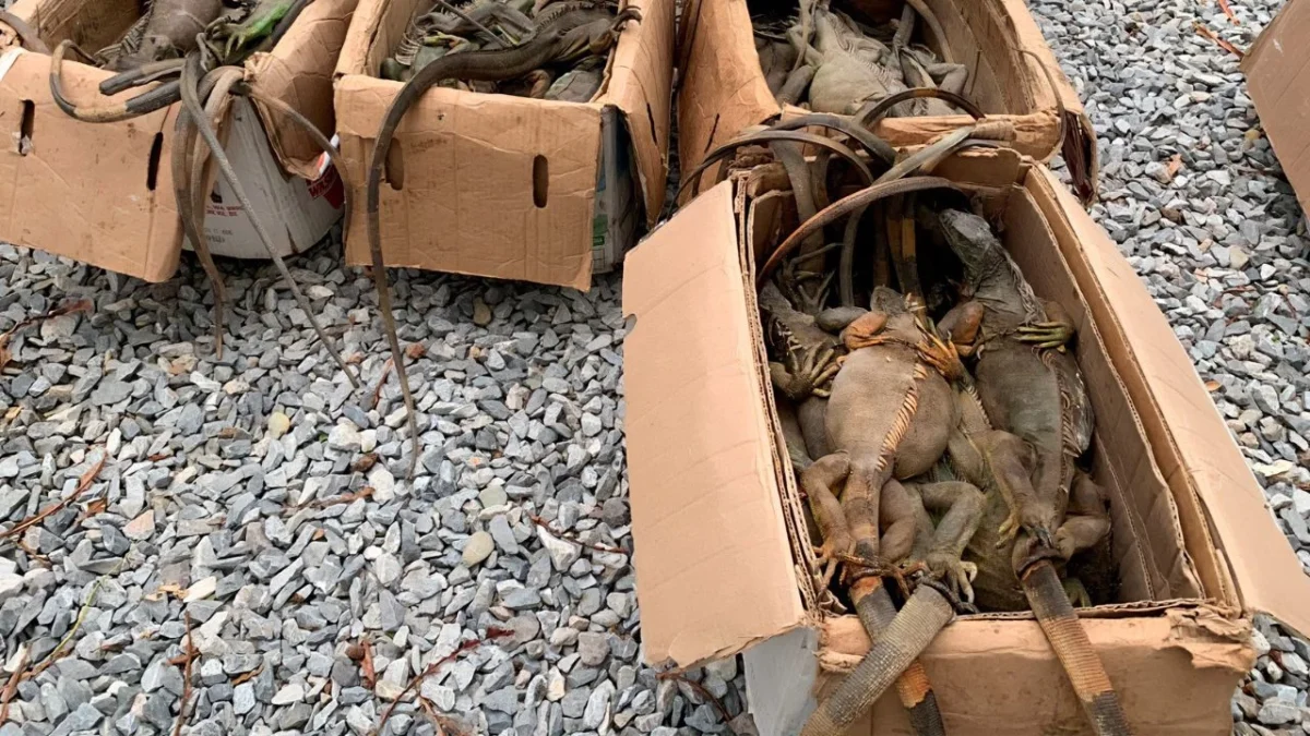Los 192 ejemplares de iguana verde fueron localizados en condiciones de posible tráfico ilegal en Oaxaca, reportó la Profepa.