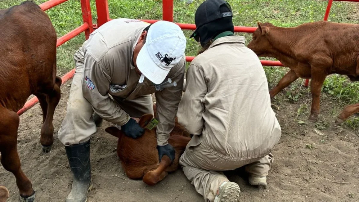 Senasica informó que mantiene un operativo en coordinación con autoridades estatales y organismos pecuarios contra el gusano barrenador.