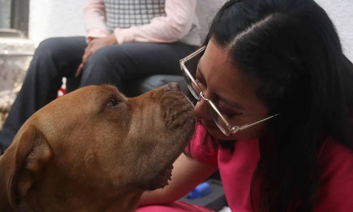 China lanza un collar traductor para mascotas con una precisión de hasta 95%