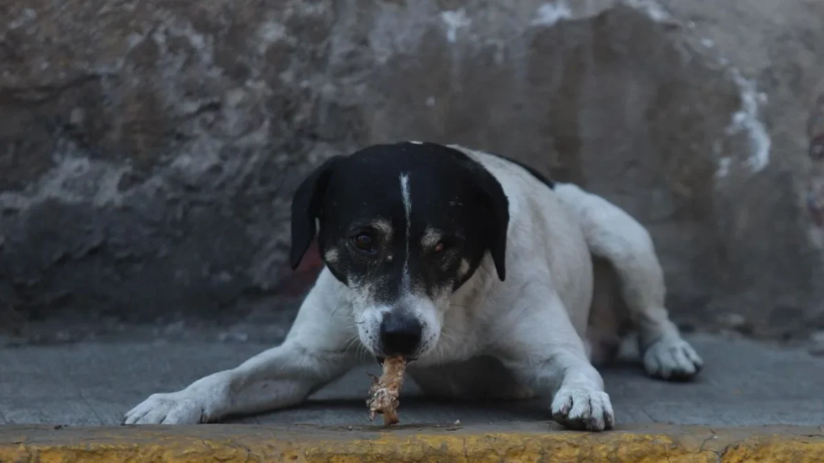 Detienen a hombre por prender fuego a perrito en Magdalena Contreras