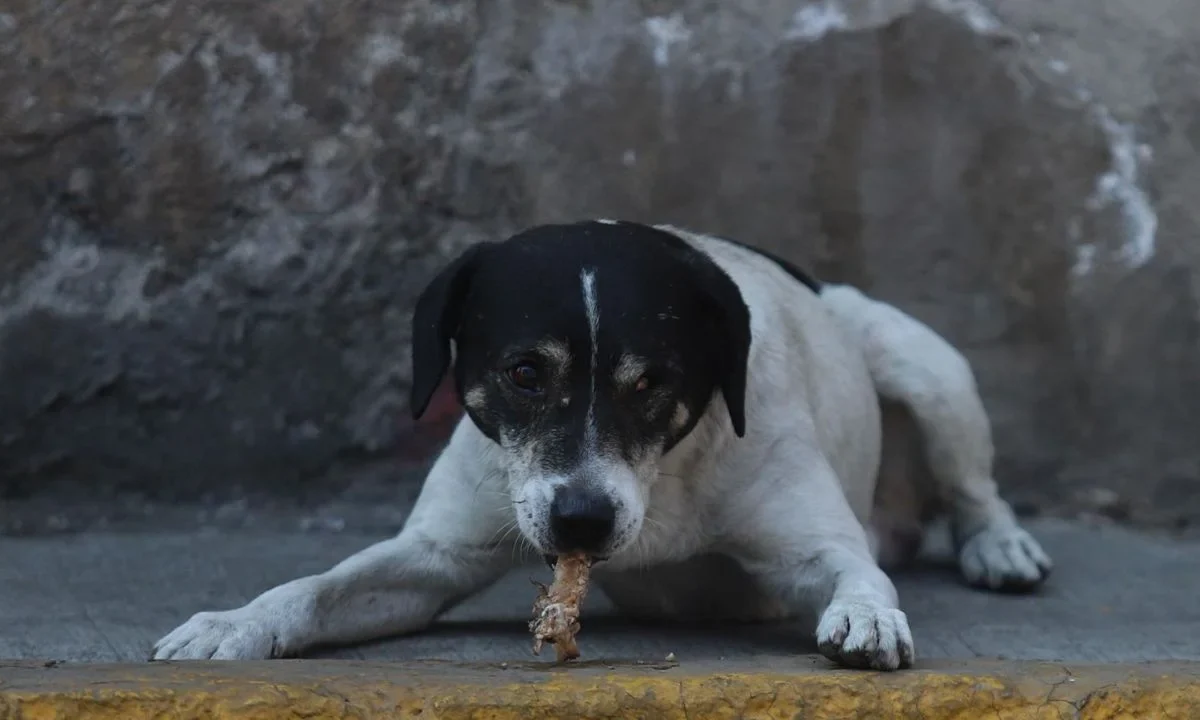 Detienen a hombre por prender fuego a perrito en Magdalena Contreras