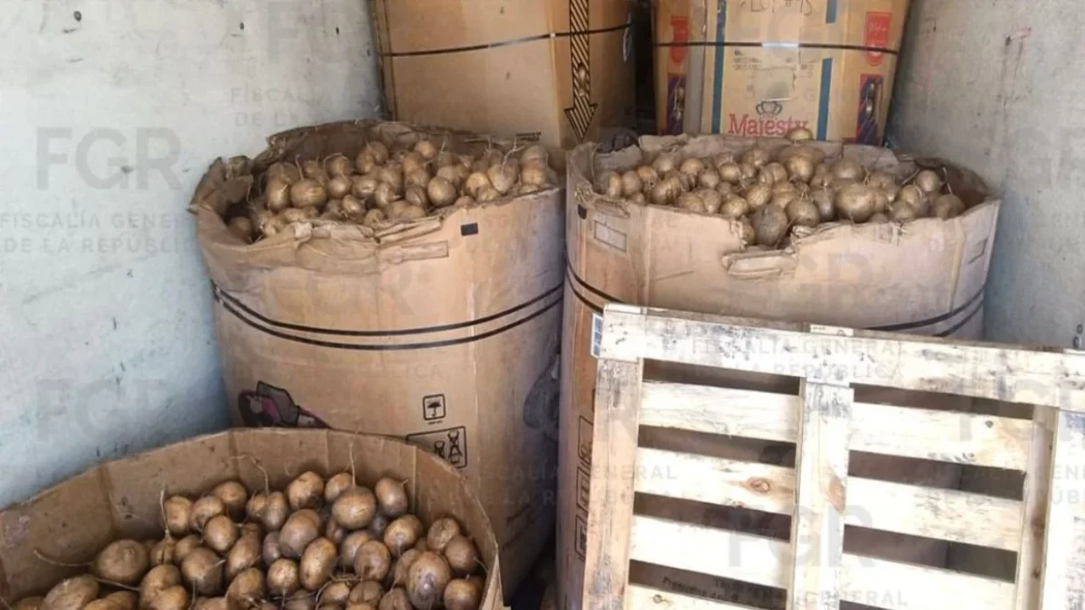 FGR asegura tonelada de metanfetamina oculta entre jícamas en Durango