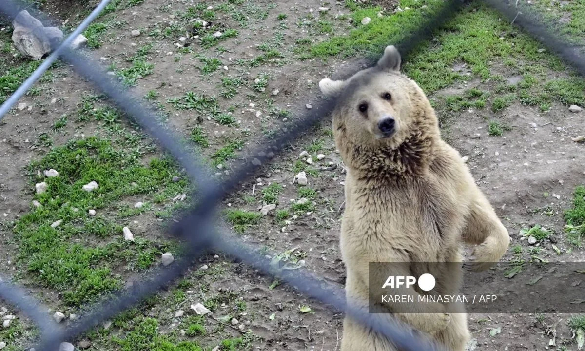 Japón sacrificó más de 14 mil osos el último año