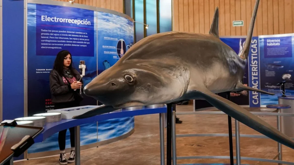 Monitoreo de tiburones se moderniza y afianza en el Caribe Mexicano