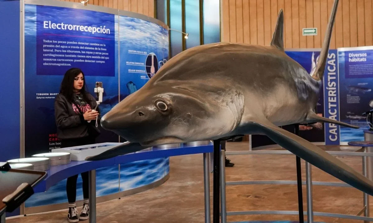 Monitoreo de tiburones se moderniza y afianza en el Caribe Mexicano