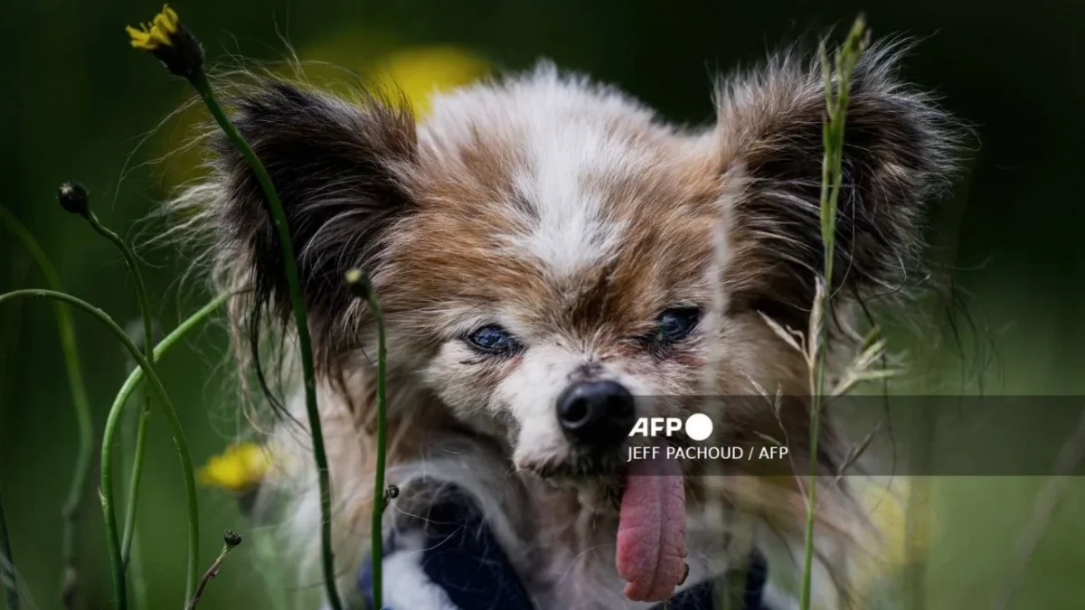 Muere Lazare, el perrito más viejo del mundo a sus 30 años