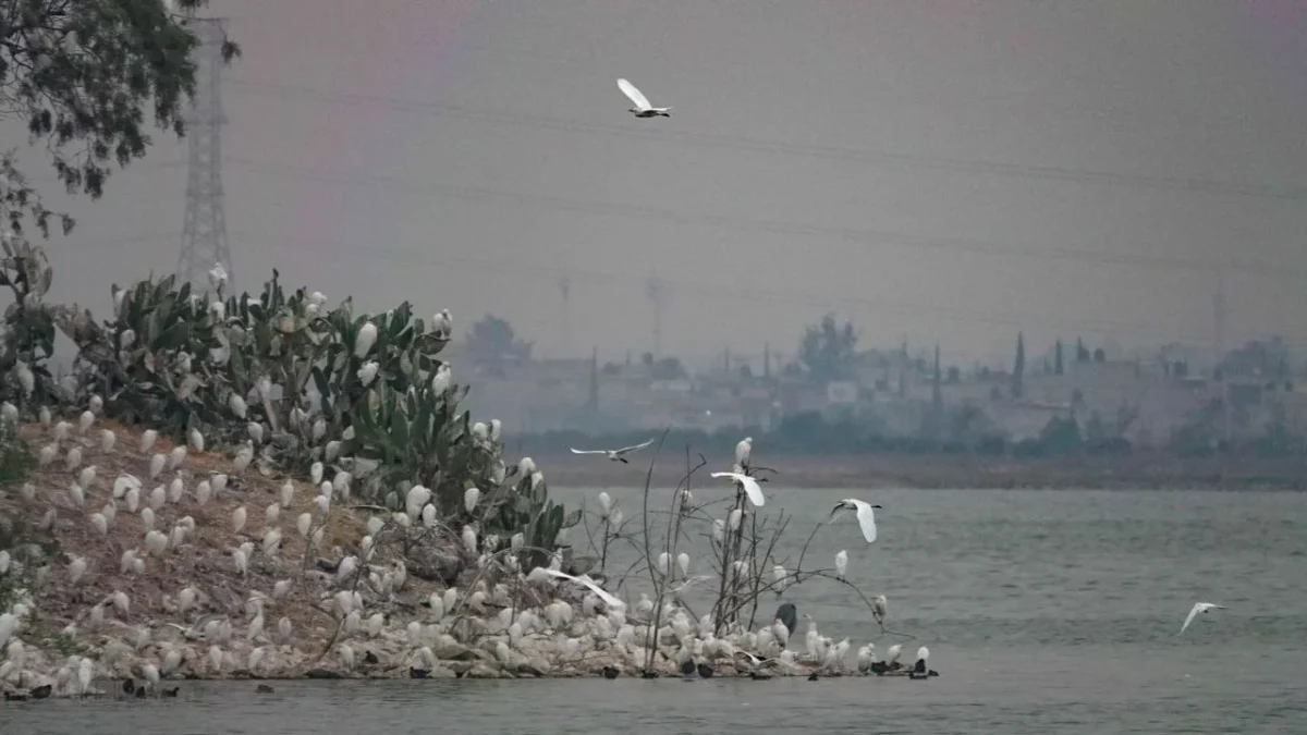 Reencauzan ríos al Lago de Texcoco para evitar afectaciones por lluvias