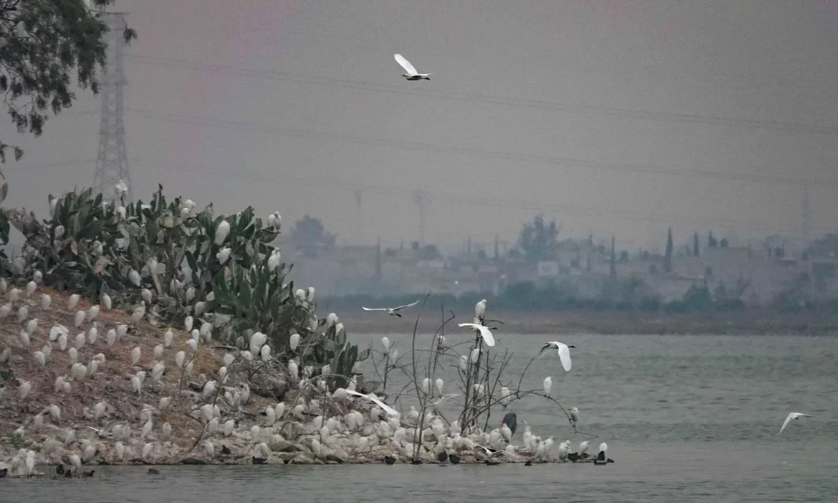 Reencauzan ríos al Lago de Texcoco para evitar afectaciones por lluvias