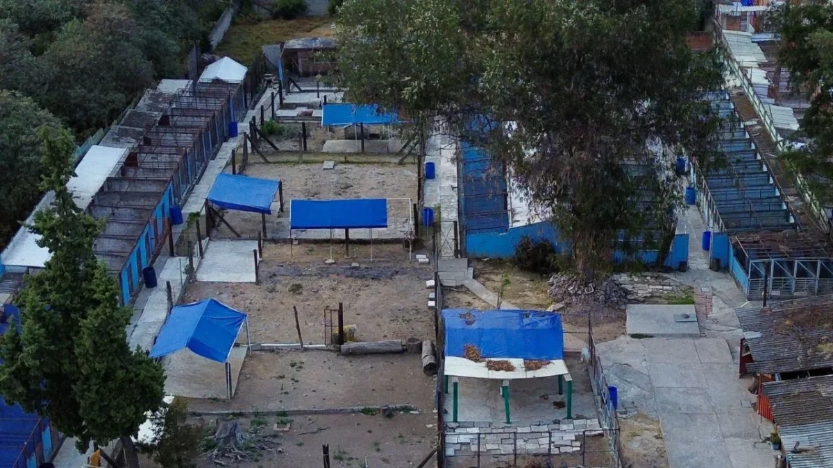 Sedema niega orden de devolución de los animales del Refugio Franciscano