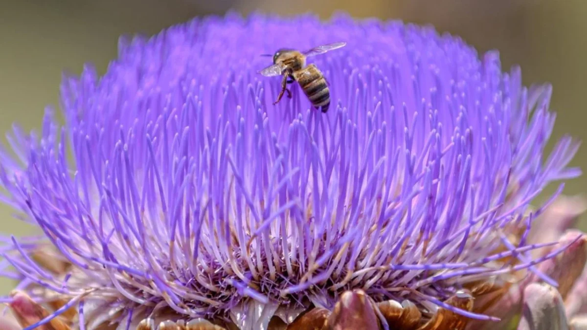 En el poniente de la Ciudad de México, el Museo Itinerante de las Abejas y Animales Polinizadores ofrece recorridos y charlas para concientizar sobre la importancia de estos insectos en el equilibrio ambiental.