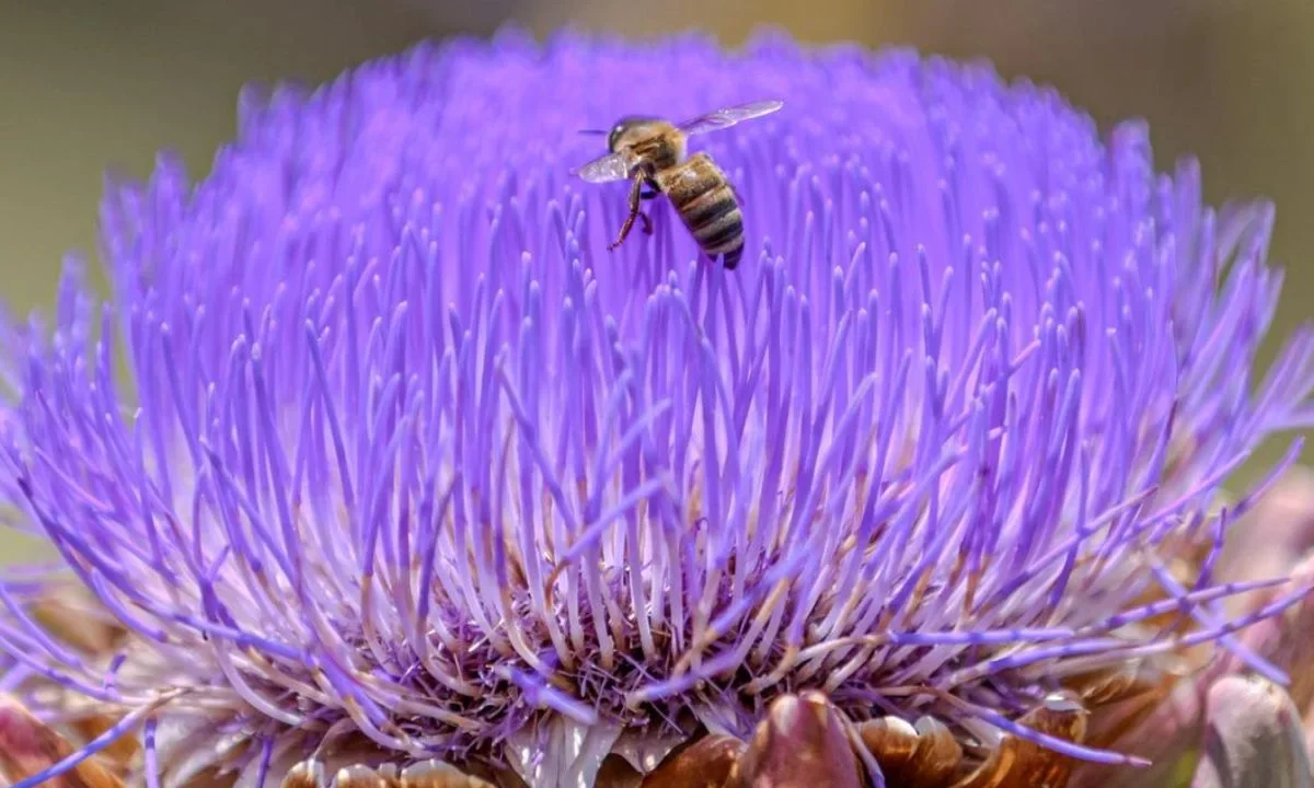 En el poniente de la Ciudad de México, el Museo Itinerante de las Abejas y Animales Polinizadores ofrece recorridos y charlas para concientizar sobre la importancia de estos insectos en el equilibrio ambiental.